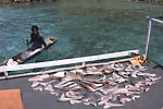 Please vote to ban shark fishing in Sabah, Malaysia! Photo