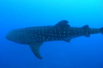 Taiwan bans whale shark trade by 2008 Photo