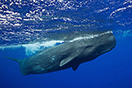 Wetpixel sperm whale expedition, update 1 Photo