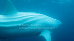 Albino whale shark photographed in Galapagos Photo