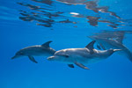 1 spot on July 2010 Bahamas sharks / dolphins trip Photo