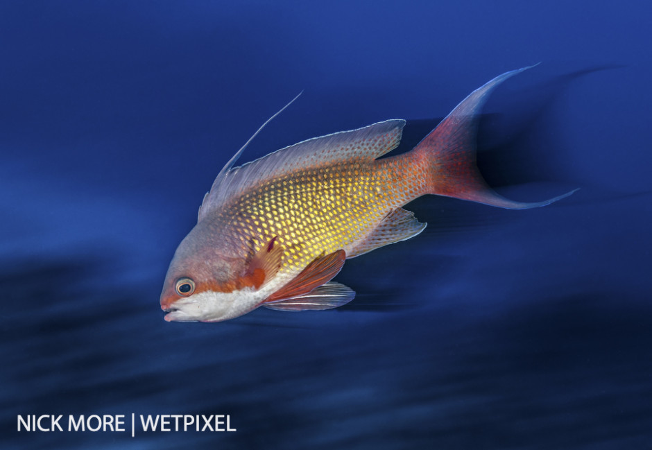 Red Sea Anthias (male), Red Sea, Egypt. Settings: ISO160 f/18 1/8th sec. Accelerated Panning with Front Curtain Sync. 
