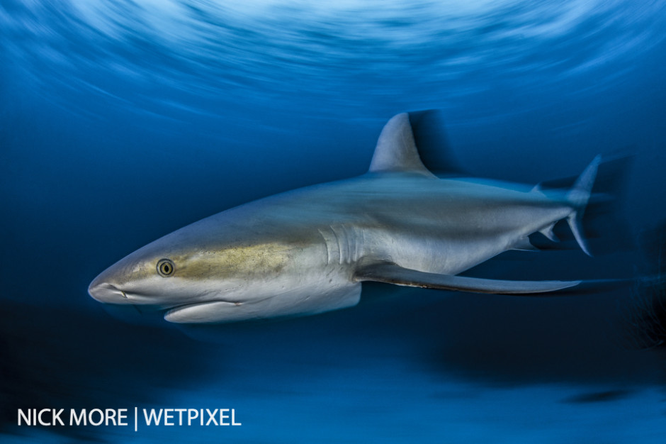 Caribbean Reef Shark Blur Portrait. Staurt Coves, Nassau, Bahamas. Settings: ISO200 f/18 1/8th sec. Accelerated Panning with Front Curtain Sync.