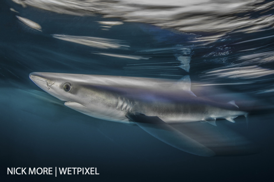 Blue Shark Blur. Cornwall, UK. Settings: f/22 1/8th ISO 125. Accelerated Panning with Front Curtain Sync. Awarded: Runner up,  Underwater Photographer of the Year (UPY) 2017.