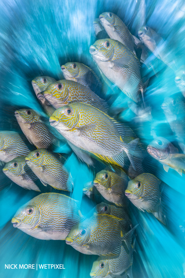 Rabbit Fish Zoom Blur.  Sauwandarek Jetty, Raja Ampat, West Papua, Indonesia.  Settings: ISO200 f/20 1/8th sec. Zoom Blur with Front Curtain Sync. Awarded: British Underwater Photographer of the Year (UPY) 2020.