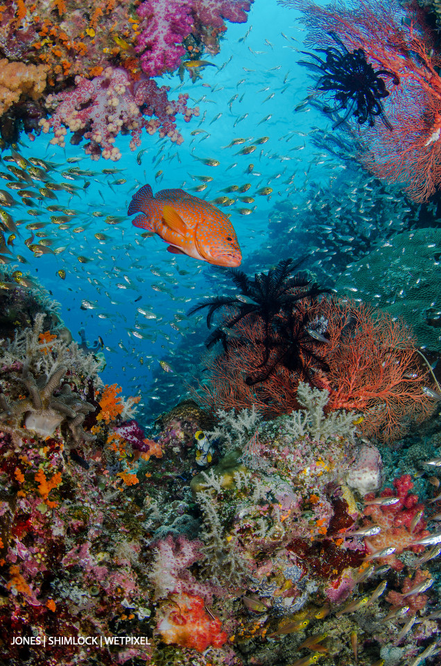 2015: "Tank Rock", SE Misool, Raja Ampat, West Papua, Indonesia Coral Grouper (*Cephalopholis miniata*)