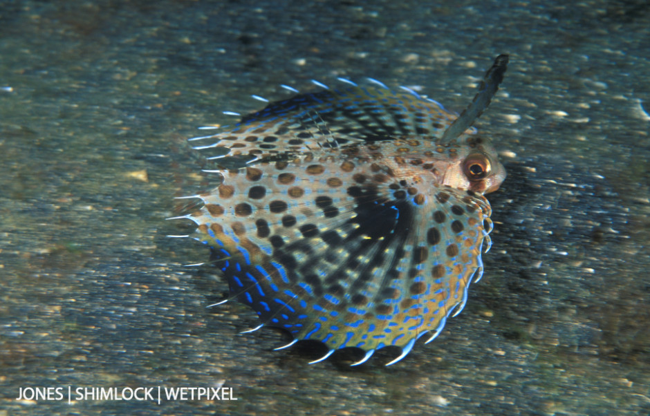 2005 (film): Lembeh Strait, Sulawesi, Indonesia. Helmut-Flying Gurnard (*Dactyloptena orientalis*). Shot w/ "Panning" technique, slow shutter speed while focus tracking.
