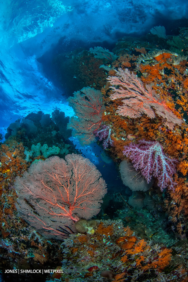 2010: "Warna Berwarna", Raja Ampat, Daram Islands, West Papau, Indonesia