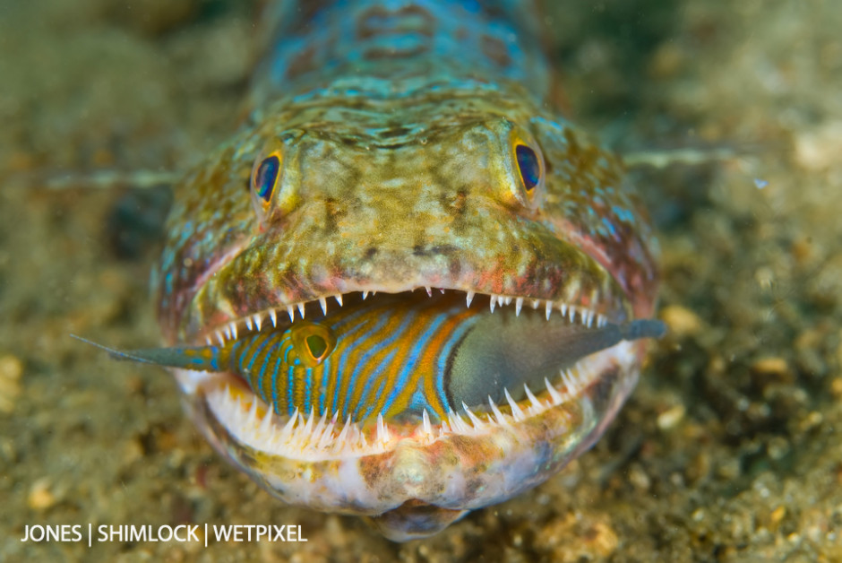 2009: Lembeh Strait, Sulawesi Indonesia. Lizardfish (*Synodus sp.*) is attempting to swallow a Orange-lined Triggerfish (*Balistapus undulatus*)