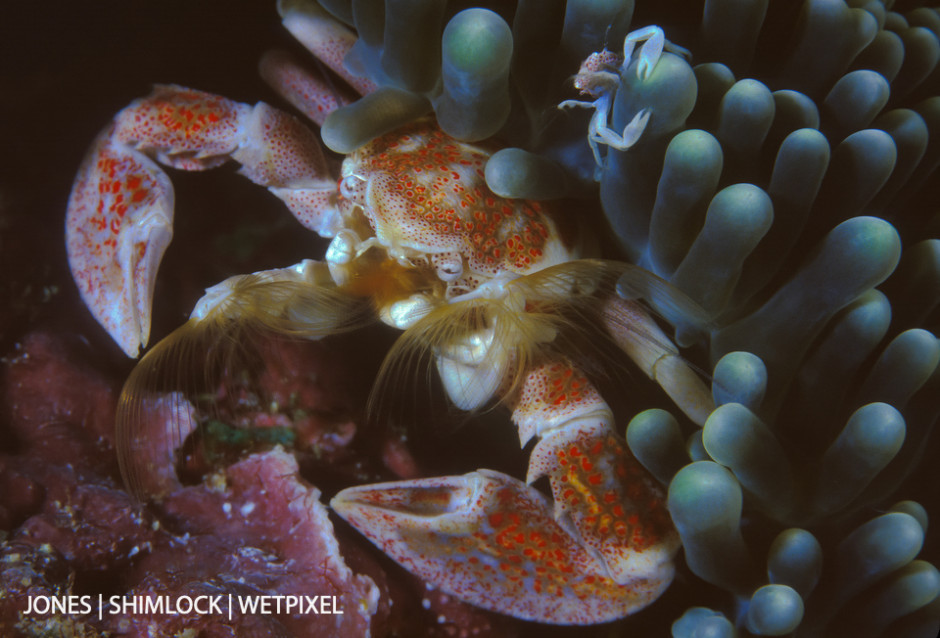 Late 80's (film): Marovo Lagoon, Solomon Islands.  Porcelain Crab (*Neopetrolisthes maculatus*).  Commensal  with anemones