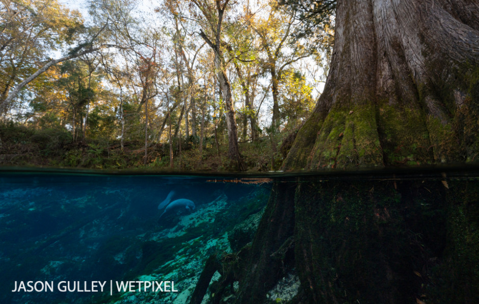 Manatees graze vegetation in the Fanning Spring spring vent. When ocean temperatures dip below 21°C in winter, manatees must migrate to warm water refuges, like Florida's groundwater-fed springs, to survive.