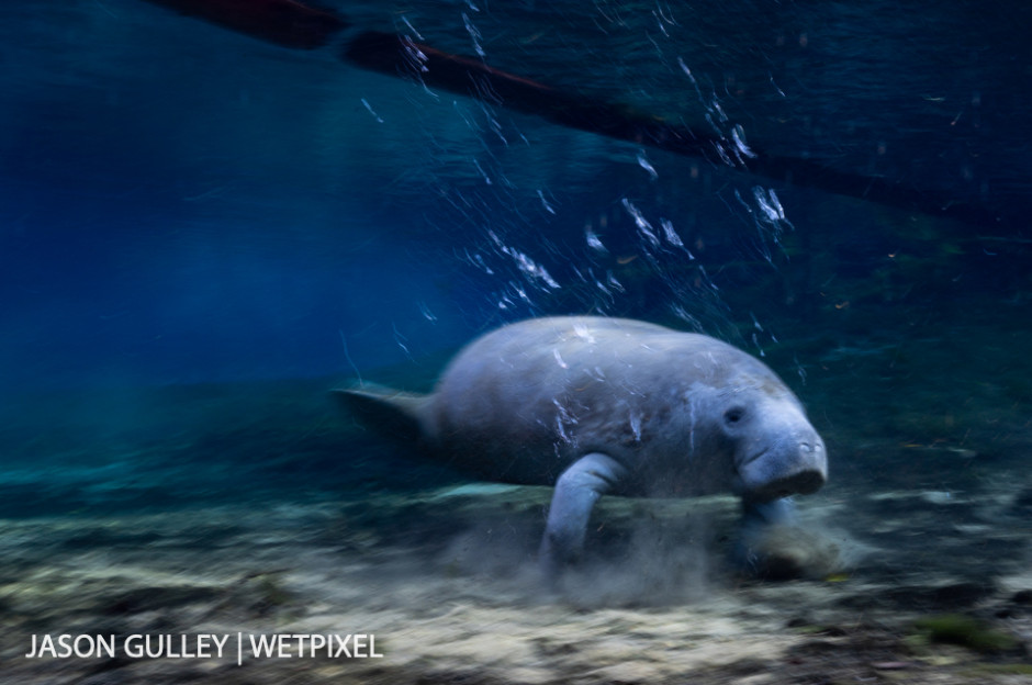 When not swimming, manatees use their two front flippers to "run" or "walk" along the bottom of Florida springs and waterways.