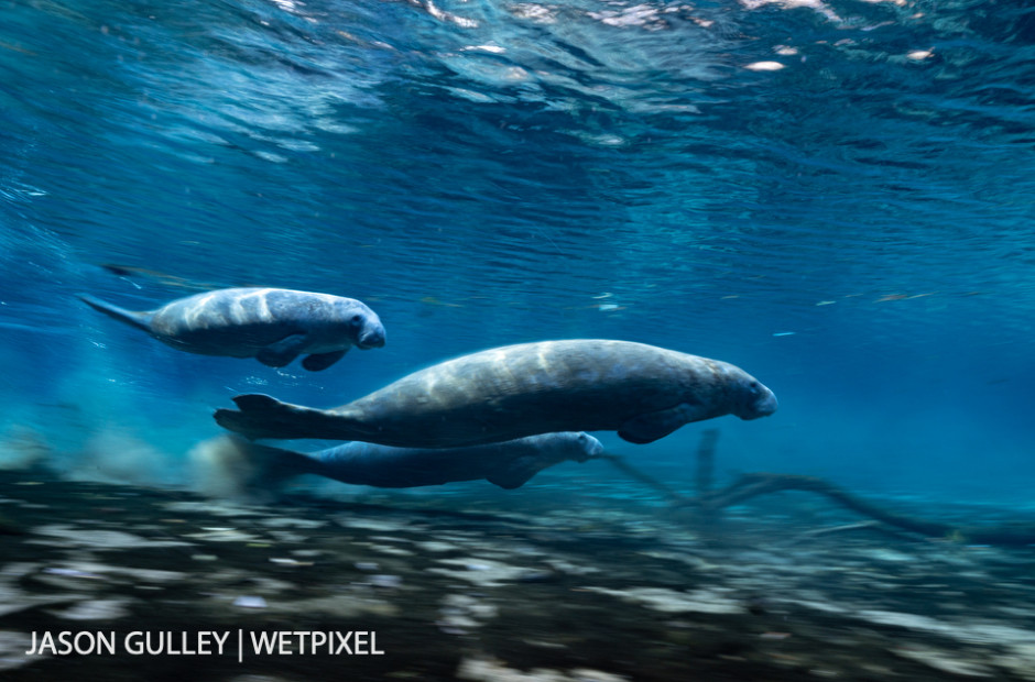 While manatees are often depicted as sedentary, they are graceful swimmers. Normally manatees will swim at speeds of 3-5 mph but can manage short bursts of nearly 20 mph.