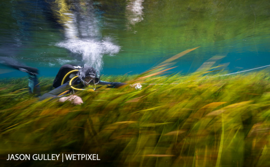 Rapid water flow whisks a diver through thickets of eelgrass in Florida's Rainbow River. Eelgrass is the foundation of a healthy spring ecosystem.