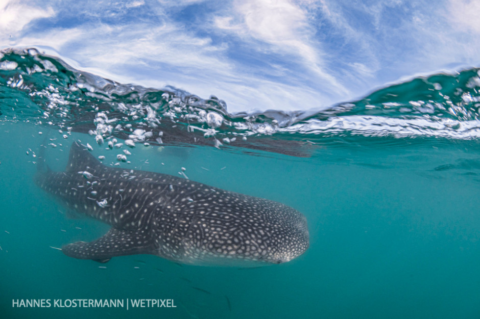 A juvenile whale shark (*Rhincodon typus*) in the shallow water in the bay of La Paz.