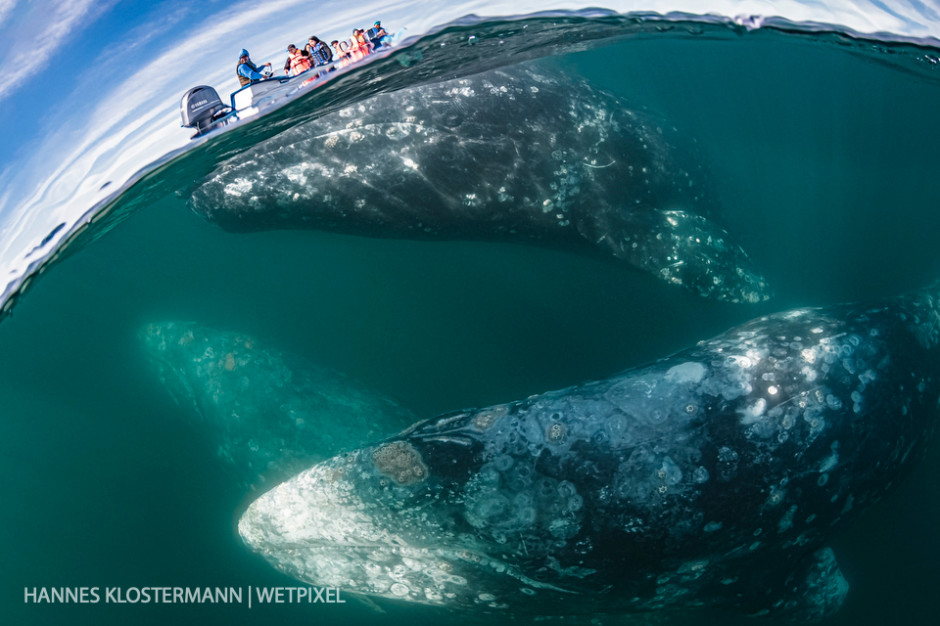 Grey whales (*Eschrichtius robustus*) underneath a whale-watching boat in Magdalena Bay.