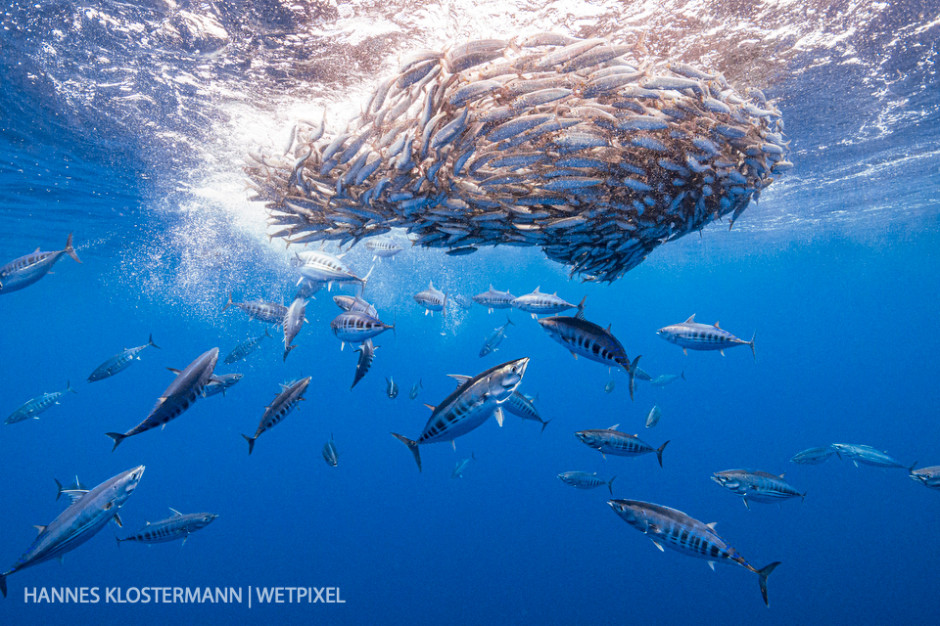 Skipjack tuna (*Katsuwonus pelamis*) preying on a sardine bait ball.