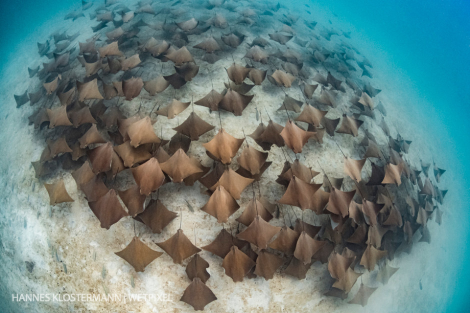 A school of golden cownose rays (*Rhinoptera steindachneri*) over the sandy bottom at Espiritu Santo Island.