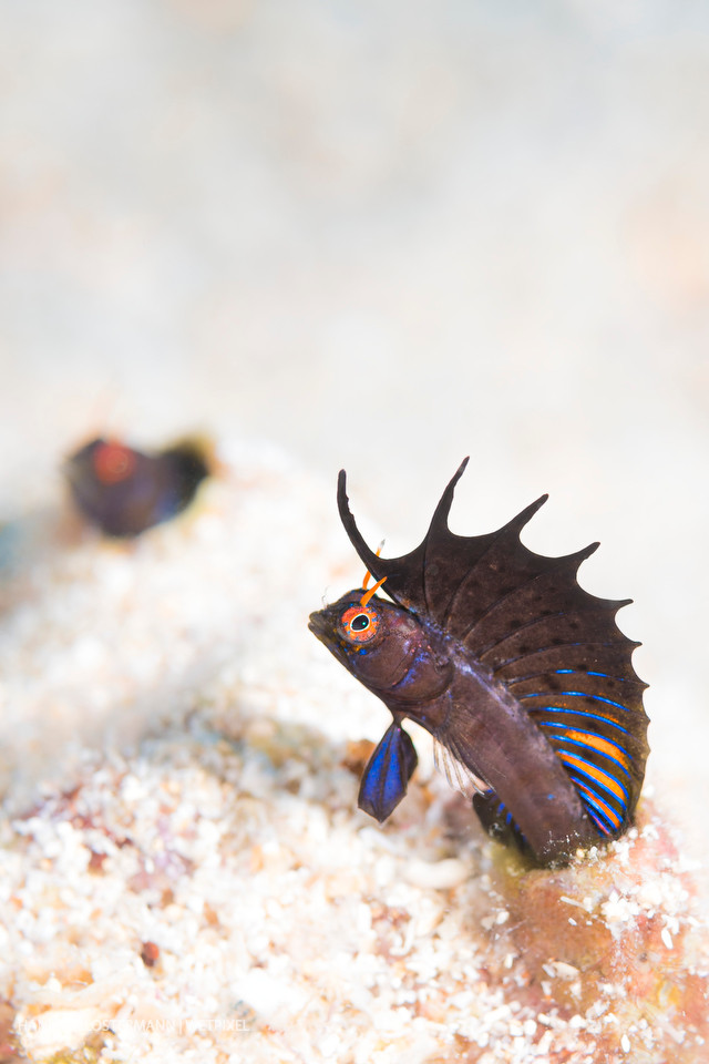 A gulf signal blenny (*Emblemaria hypacanthus*) shows off his dorsal fin in an effort to communicate with another individual.