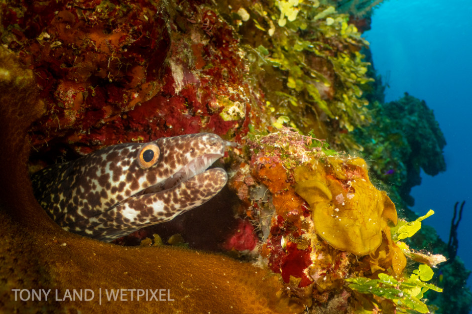 A spotted moray eel (*Gymnothorax moringa*), off Bloody Bay Wall, Little Cayman. 