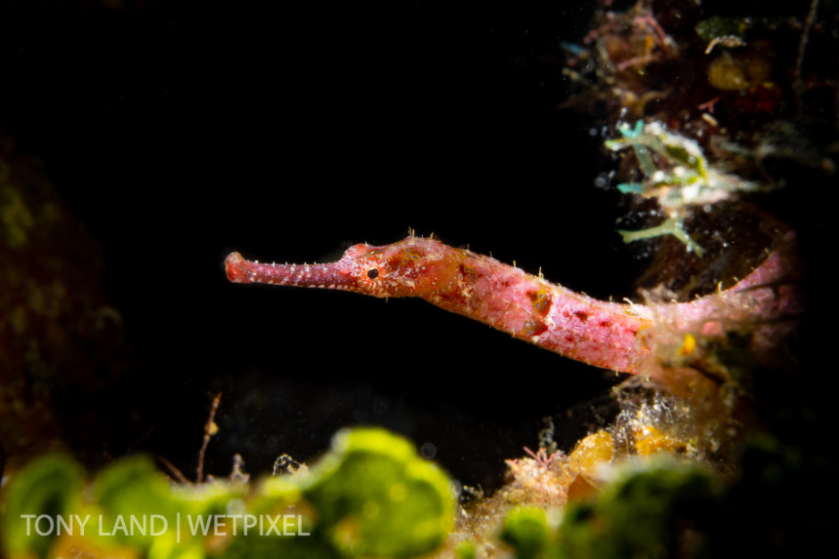 A shortfin pipefish (*Cosmocampus elucens*) off the main wall in West Bay, Grand Cayman