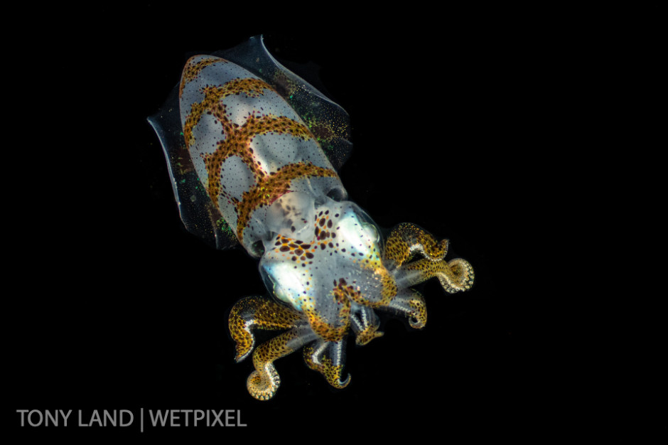 Squid (*Sepioteuthis sepioidea*), taken during a night dive off Divetech’s house reef in West Bay, Grand Cayman. 