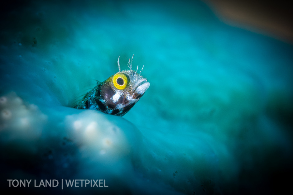 A spinyhead blenny (*Acanthemblemaria spinosa*)  awash in his blue sponge home, Divetech’s house reef in West Bay, Grand Cayman. 