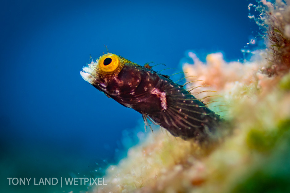 A spinyhead blenny (*Acanthemblemaria spinosa*) peeks out of his burrough on the Divetech house reef in West Bay, Grand Cayman. 