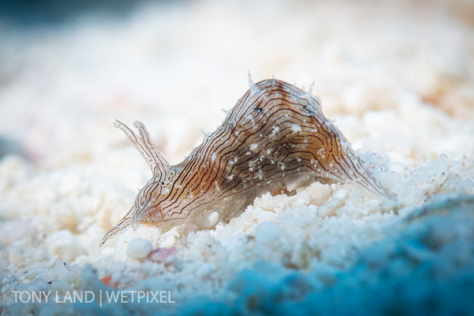 A juvenile striped sea hare (*Navanax inermis*), found in the sand off the Lighthouse Point main wall, Grand Cayman