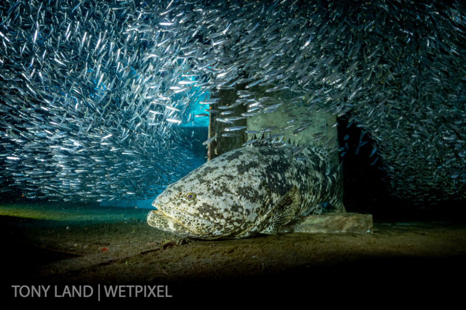 A goliath grouper (*Epinephelus itajara*) in a school of silversides, USS Kittiwake, West bay, Grand Cayman. 