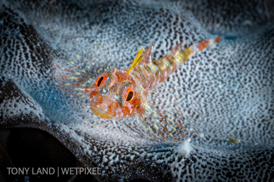 A flagfin blenny (*Emblemariopsis carib*) sitting on a sponge, Divetech house reef in West Bay, Grand Cayman. 