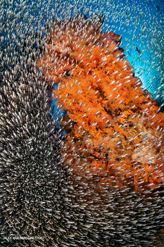 A school of glassfish (*Apogon sp*.) sweep in front of orange soft corals (Scleronephthya sp.) on a coral reef. Misool.