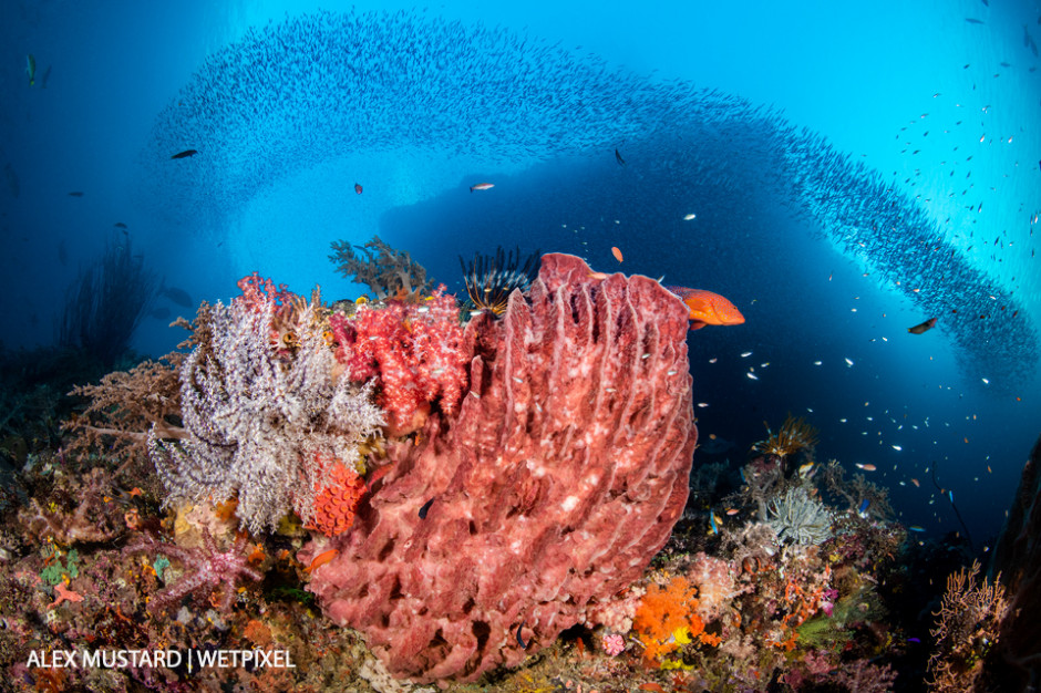 A reef scene with a  giant barrel sponge (*Xestospongia testudinaria*) coral grouper (*Cephalopholis miniata*) beneath schooling silversides (*Atherinidae*). Pelee Islands, Misool.