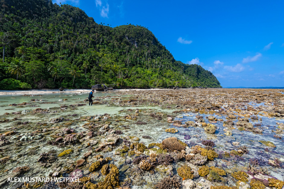 Hard coral reef exposed by a low spring tide in front of an island with a man (Bernd Meier) exploring. Yillet Island, Misool.
