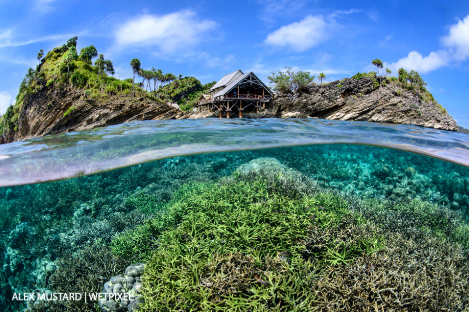 A split-level image of a hard coral garden flourishing in the shallow water below Misool Eco Resort. Misool