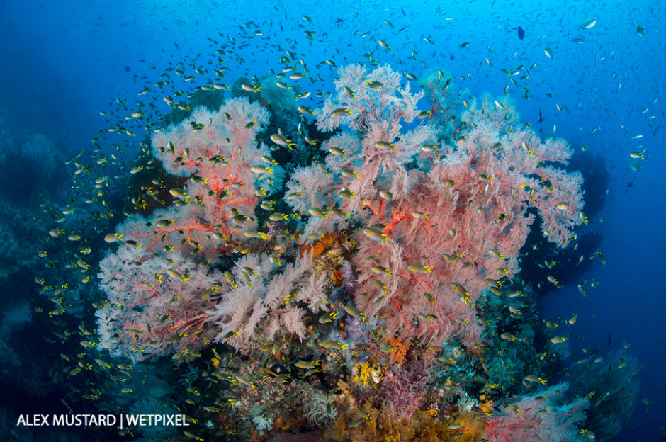 A shoal of coral demoiselle (*Neopomacentrus violascens*) throng around a colorful seafan (*Melithaea sp*.) on a coral reef. Two Tree Rock, Balbulol, Misool.