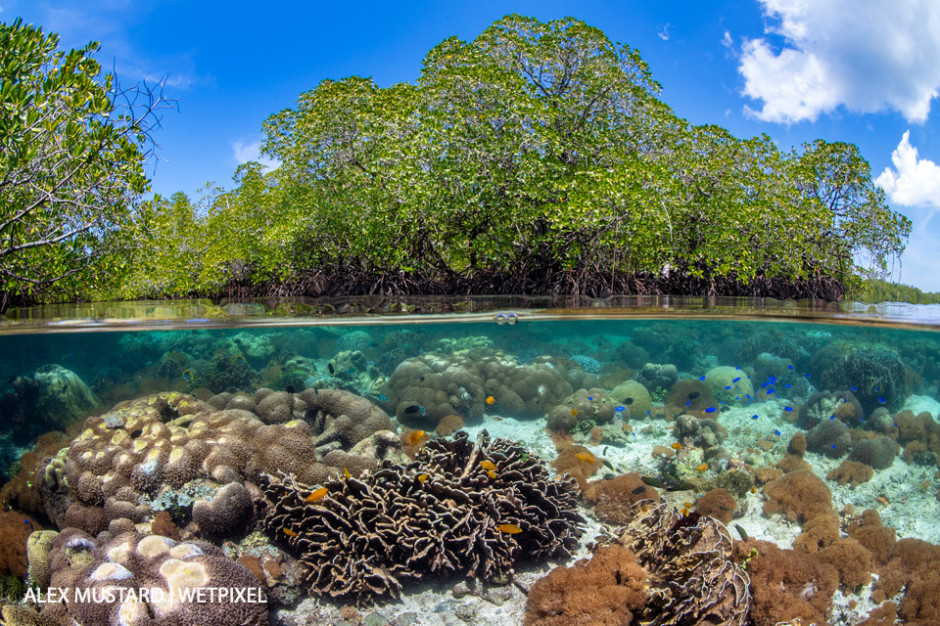 A split level photo of mangrove scenery, with hard corals (including *Goniopora sp*.; *Heliopora sp*.; *Porites sp*.) growing below mangrove trees (red mangrove tree: *Rhizophora mangle*). Nampale Islands, Misool.