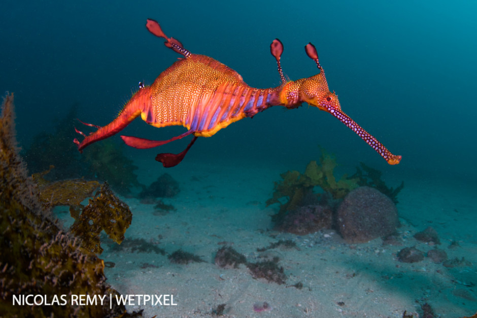 A weedy seadragon (*Phyllopteryx taeniolatus*), another fascinating animal that is endemic to Australia. The Monuments, Kurnell (south Sydney).