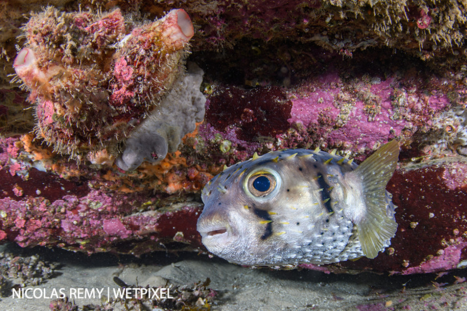 A threebar porcupinefish (*Dicotylichthys punctulatus*) hides under a ledge. Cabbage Tree Bay, Manly (North Sydney).