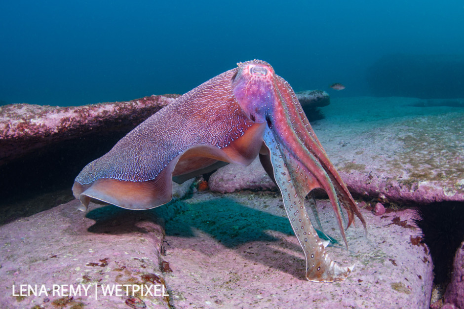 A male giant cuttlefish (*Sepia apama*) on purple rocks. These rocks' colour is due to the corraline algeae which covers them. Voodoo, Kurnell (South Sydney).