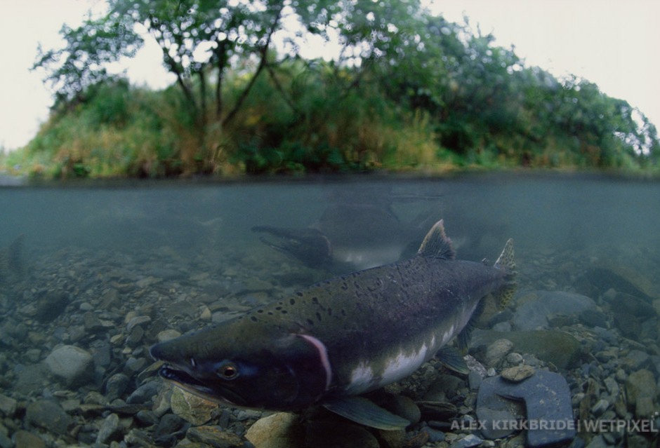 Female and male pink salmon, Buskin River, Kodiak Island, Alaska.