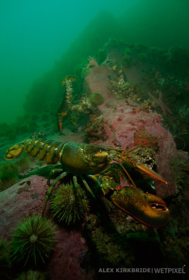 American Lobsters, Iron Bound Island, Frenchman's Bay, Maine.