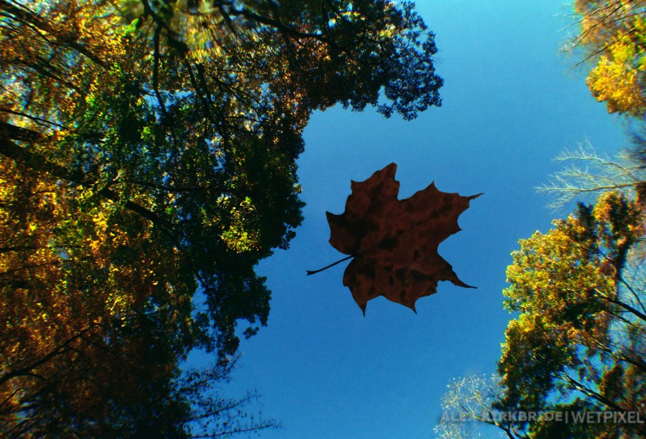 Maple leaf, Little Wappinger Creek, Salt Point, New York.