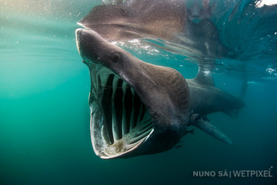 Basking shark (*Cetorhinus maximus*)- São Miguel Island.

The basking shark is only sighted rarely in the Azores, however, several records do exist, including one from 1956 when it was found in the stomach of a sperm whale on Faial Island.