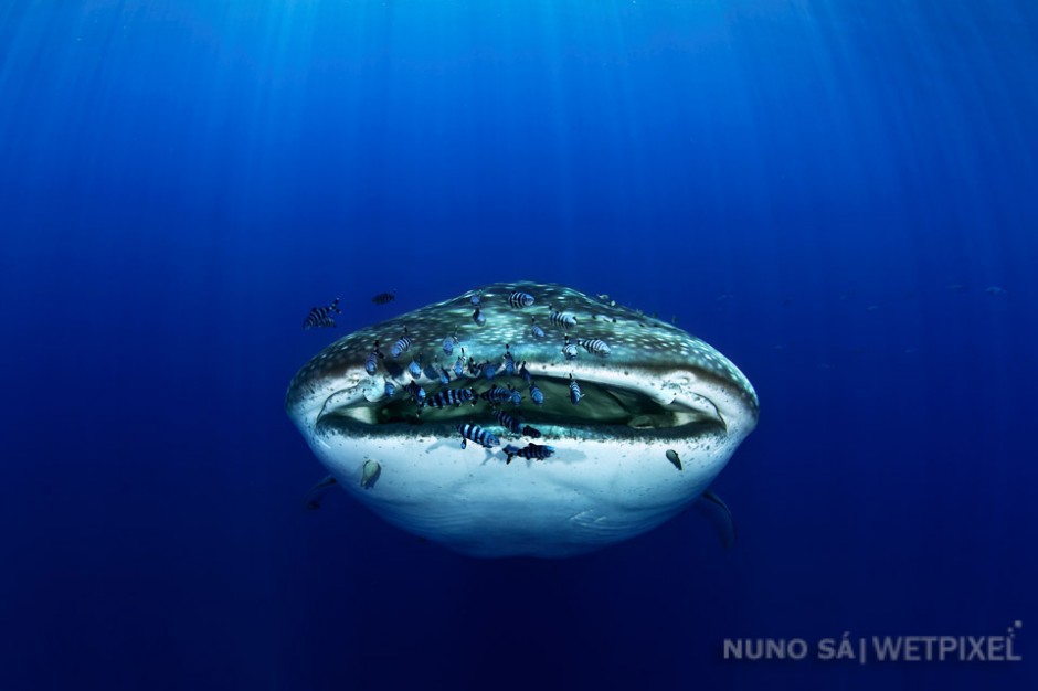 Whale shark (*Rhincodon typus*). Santa Maria Island.

In the Azores, whale sharks are often seen in the Eastern group, off the islands of Santa Maria between July and October.