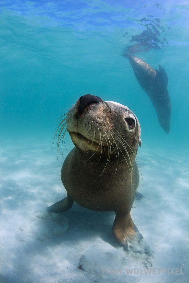 Australian sea lion sitting on the sand, with another one in the background.