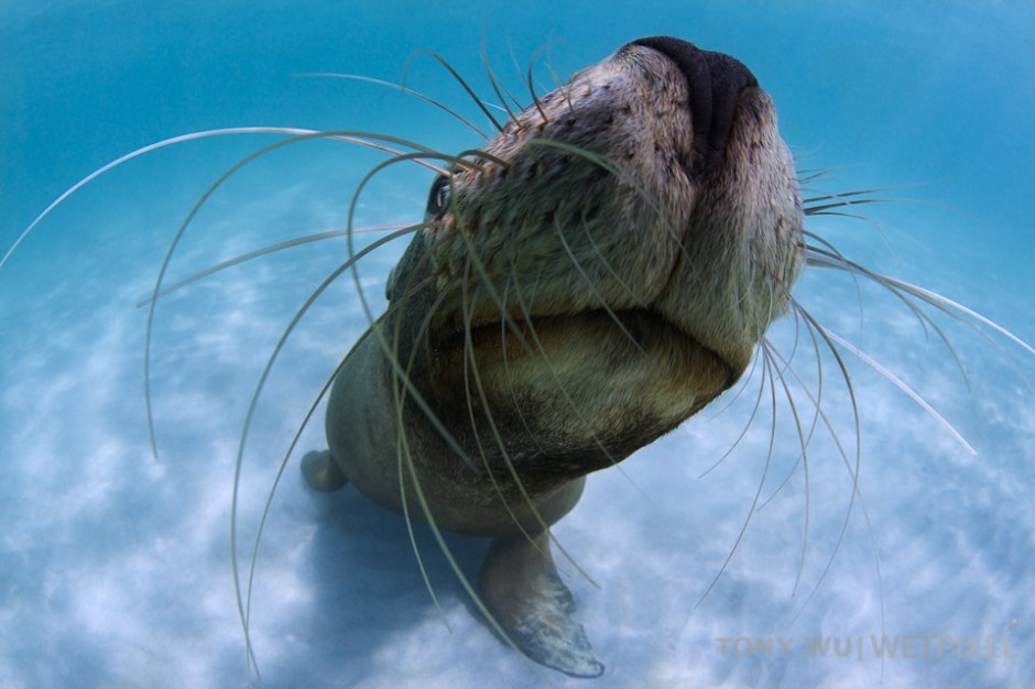 Juvenile Australian sea lion showing off its whiskers.