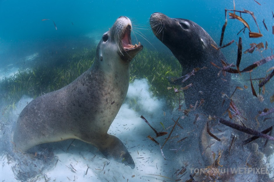 Two male sea lions, a juvenile and mature individual, tussling in shallow water. 