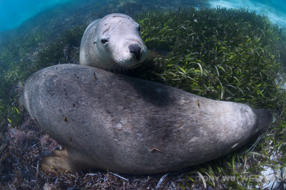 A pair of sea lions crashed out on a bed of seagrass after a session of play fighting and roughhousing. 
