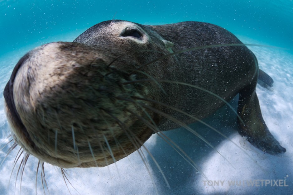 Young Australian sea lion coming in for a kiss.